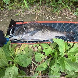 クロダイ