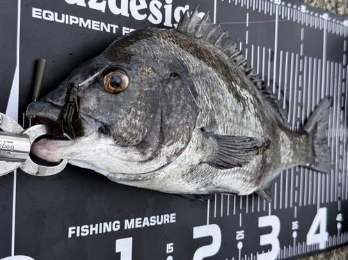 チヌの釣果