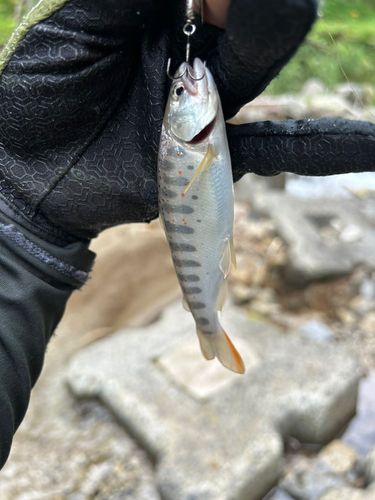 アマゴの釣果
