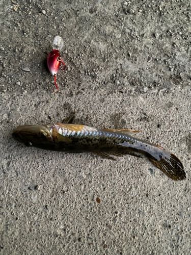 ハゼの釣果