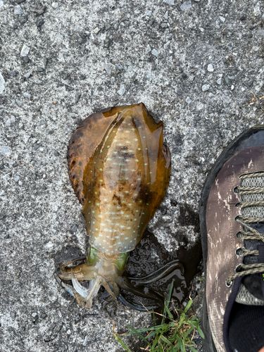 モイカの釣果