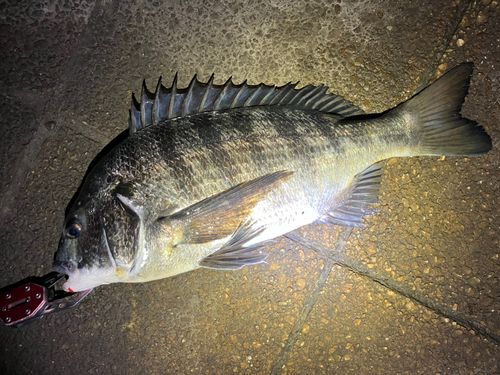 チヌの釣果