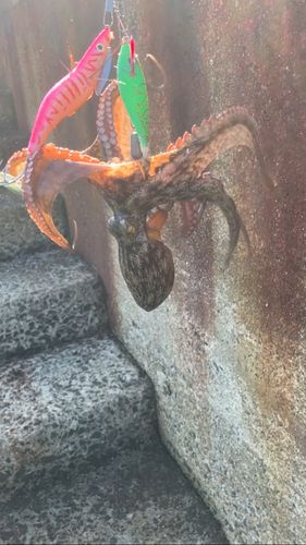 タコの釣果