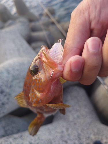 キジハタの釣果