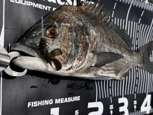 チヌの釣果