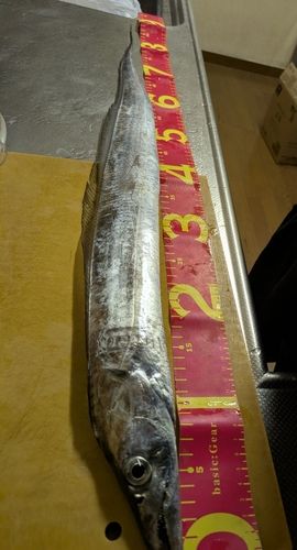 タチウオの釣果