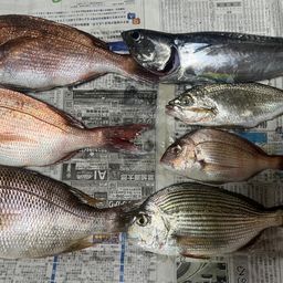 マダイ