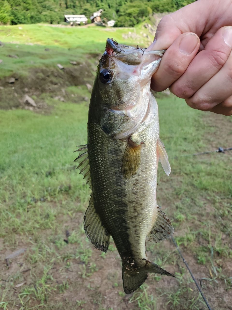 ブラックバスの釣果写真