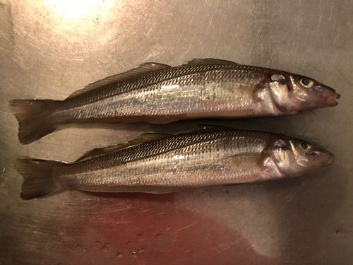 キスの釣果