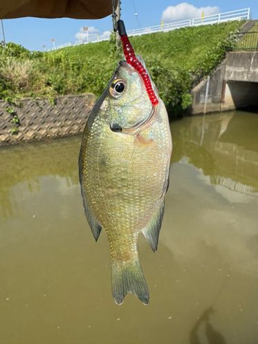 野洲川河口