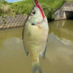 ブルーギル