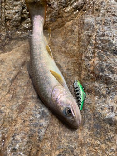 イワナの釣果