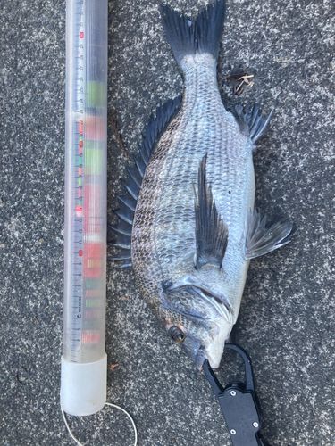 クロダイの釣果