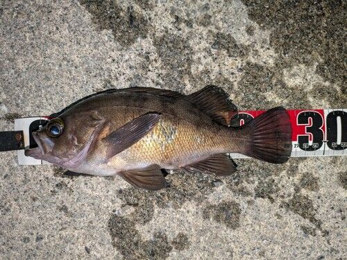 メバルの釣果