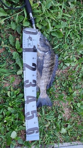 チヌの釣果