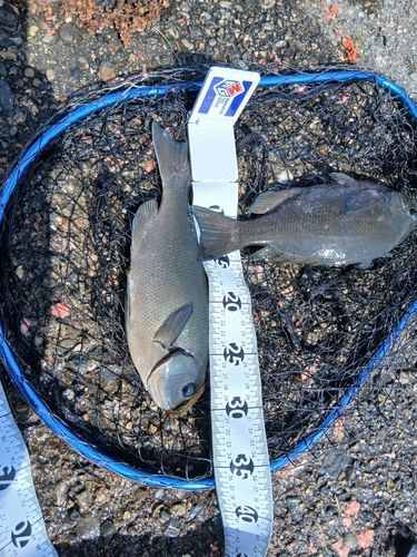グレの釣果