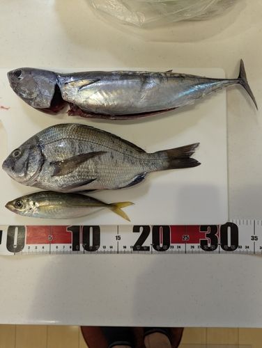 ソウダガツオの釣果