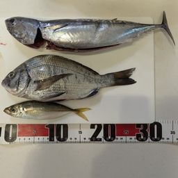 ソウダガツオ
