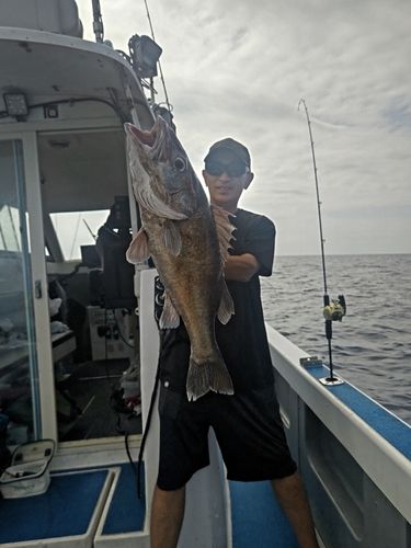 アラの釣果