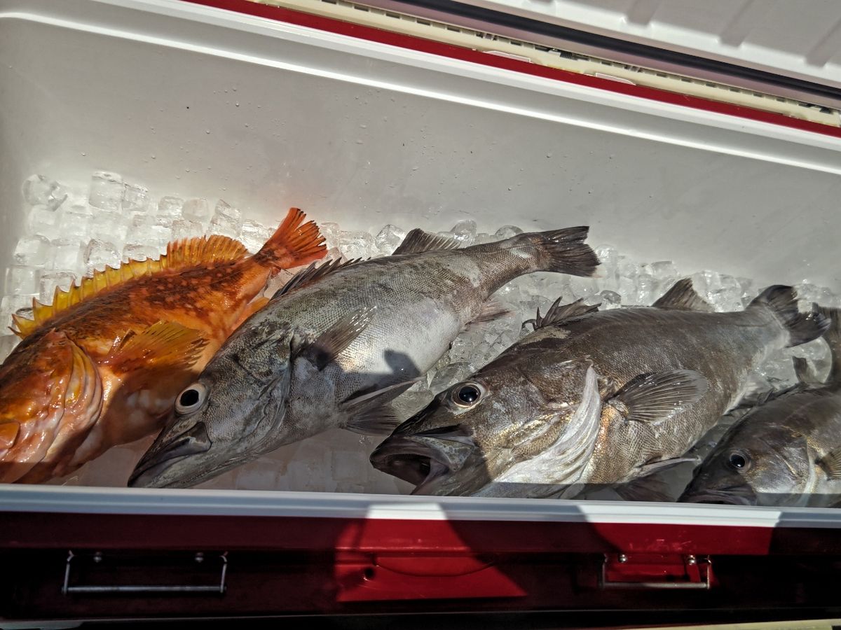 磯めちゃんさんの釣果 2枚目の画像