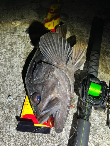クロソイの釣果