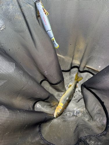 アユの釣果