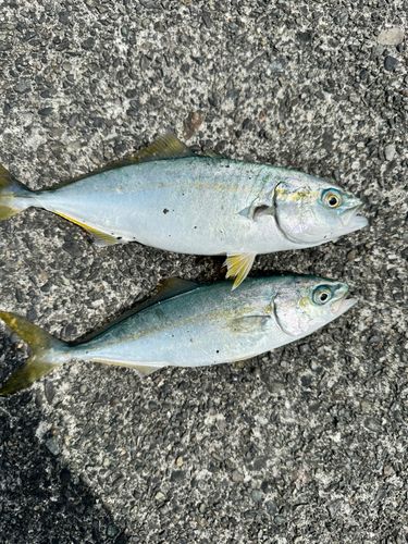 ワカシの釣果