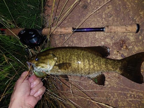 スモールマウスバスの釣果