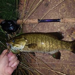 スモールマウスバス