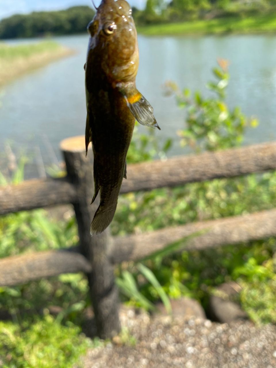ヌマチチブ
