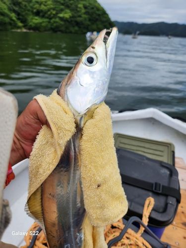 タチウオの釣果