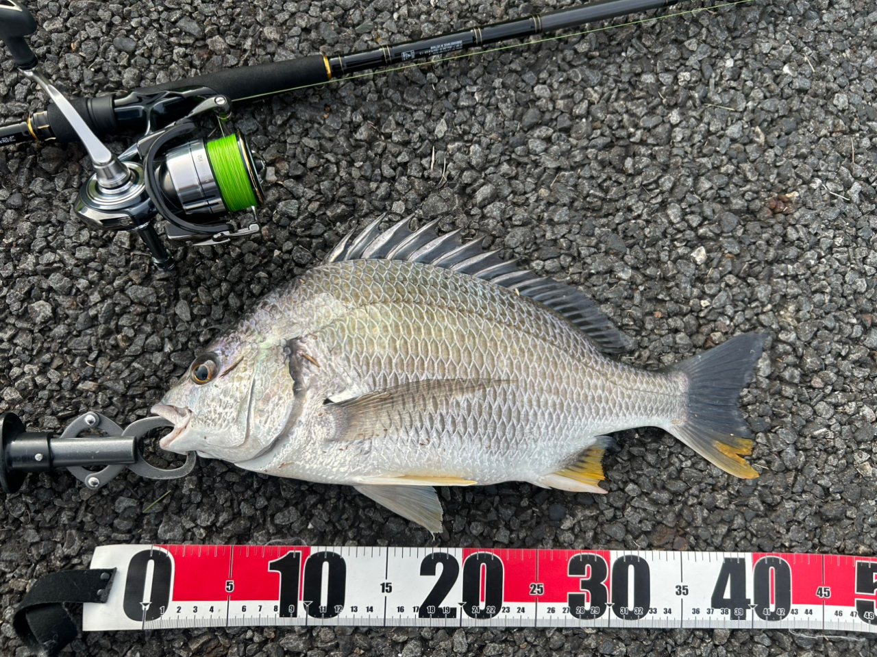 DAIWA 20ラテオ モバイル 90ML-4の最安値・インプレ・釣果