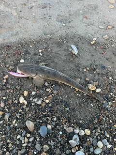 マゴチの釣果