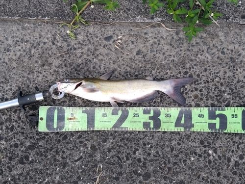 アメリカナマズの釣果