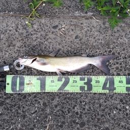 アメリカナマズ