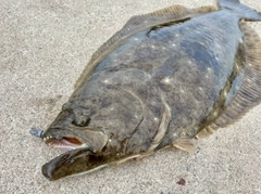 ヒラメの釣果