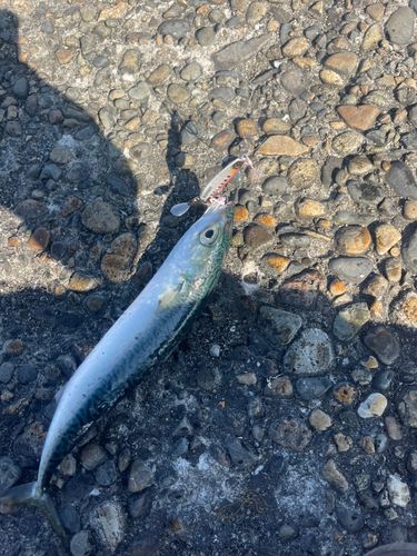 サバの釣果