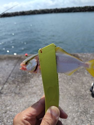 釣果