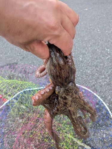 タコの釣果