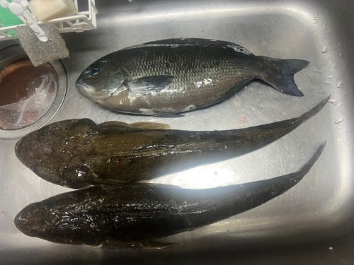 マゴチの釣果