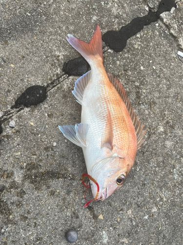 マダイの釣果