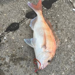 マダイ