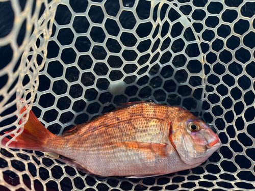 ハナダイの釣果