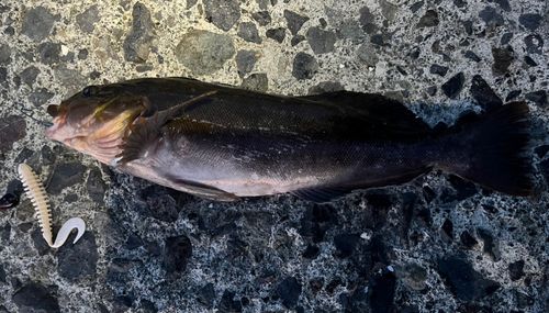 アイナメの釣果
