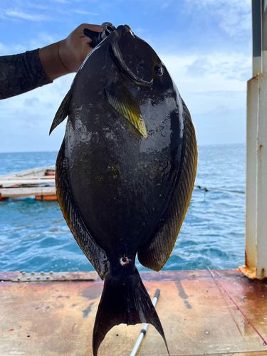 ニザダイの釣果