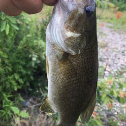 スモールマウスバス