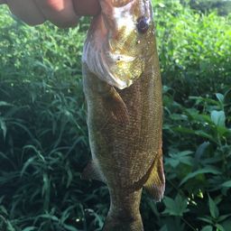 スモールマウスバス