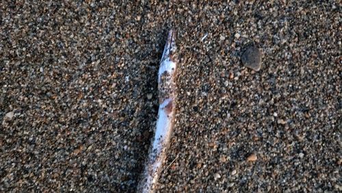 ウミヘビの釣果