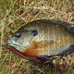 ブルーギル