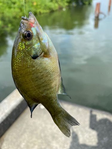 ブルーギルの釣果